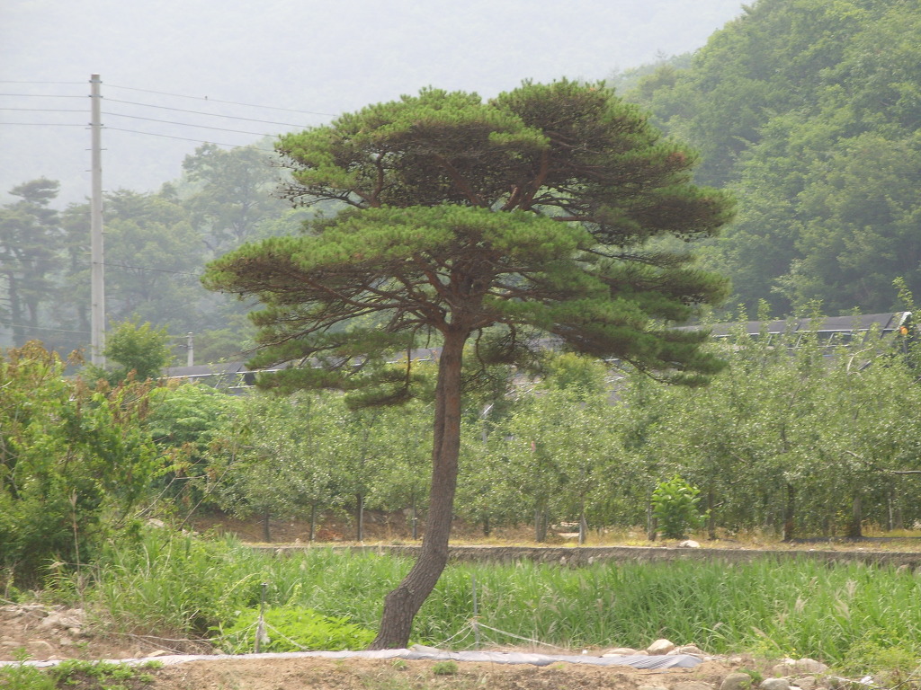 마전령 이미지