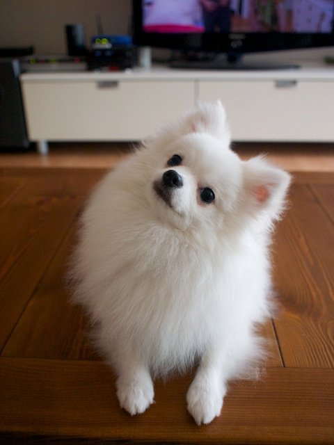 몽실이 이미지