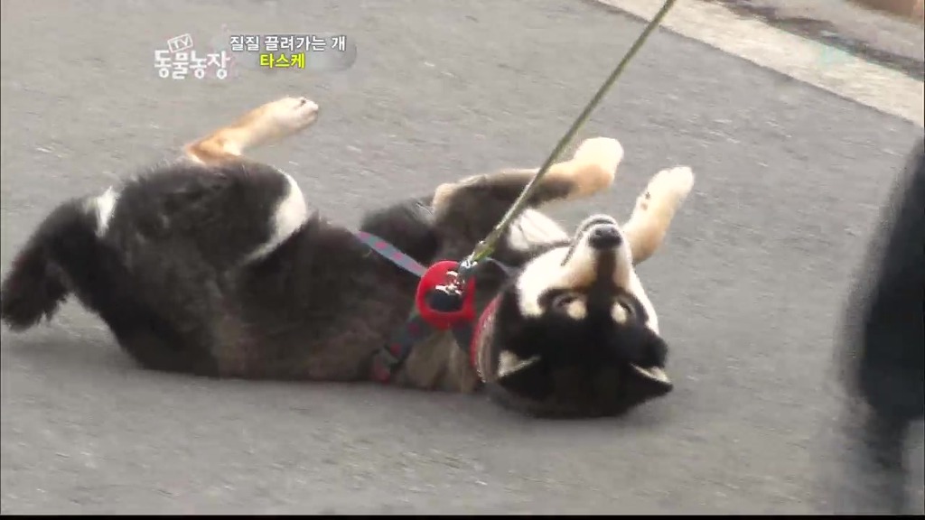 [동물농장] 목줄로 질질 끌려다니는 개.JPG | 인스티즈