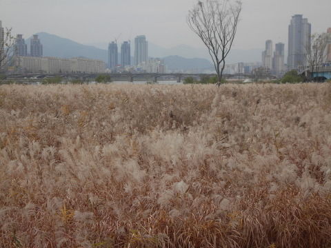 억세 군락지 이미지