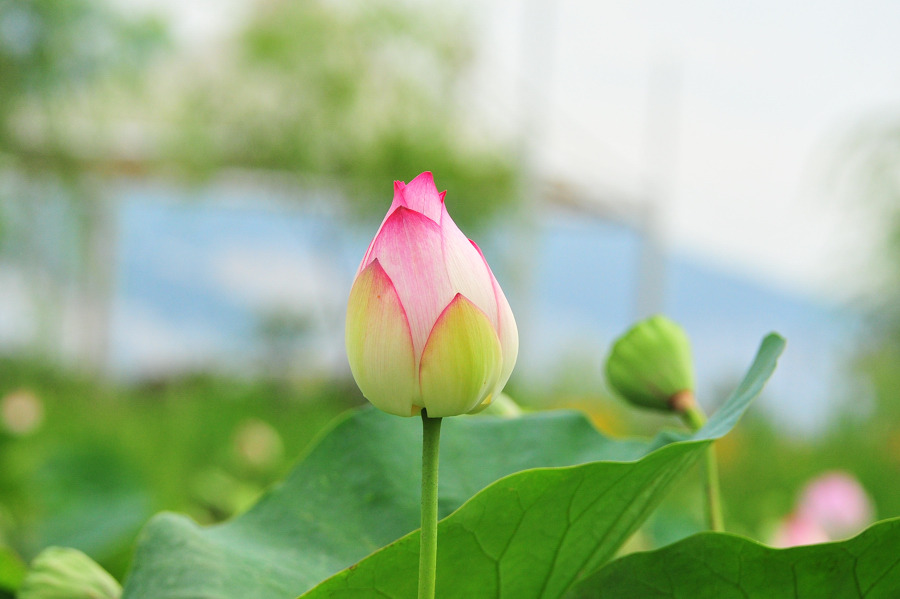 삼락 이미지