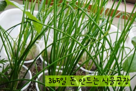 파 이미지