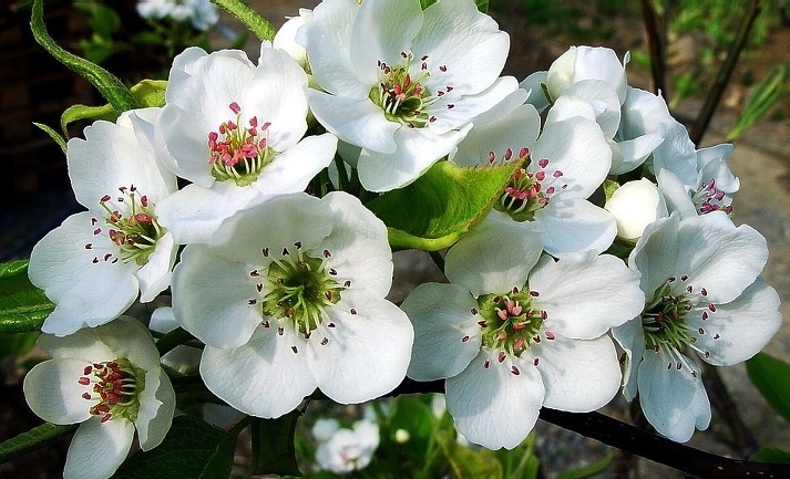 고운님 이미지