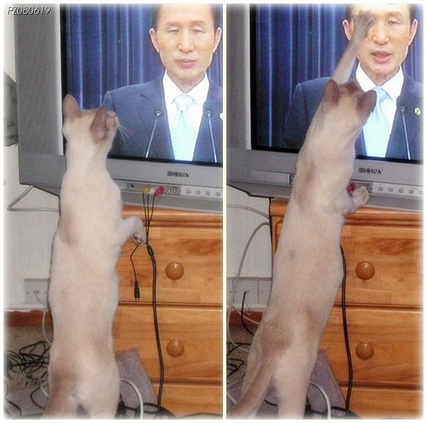 다시원 이미지