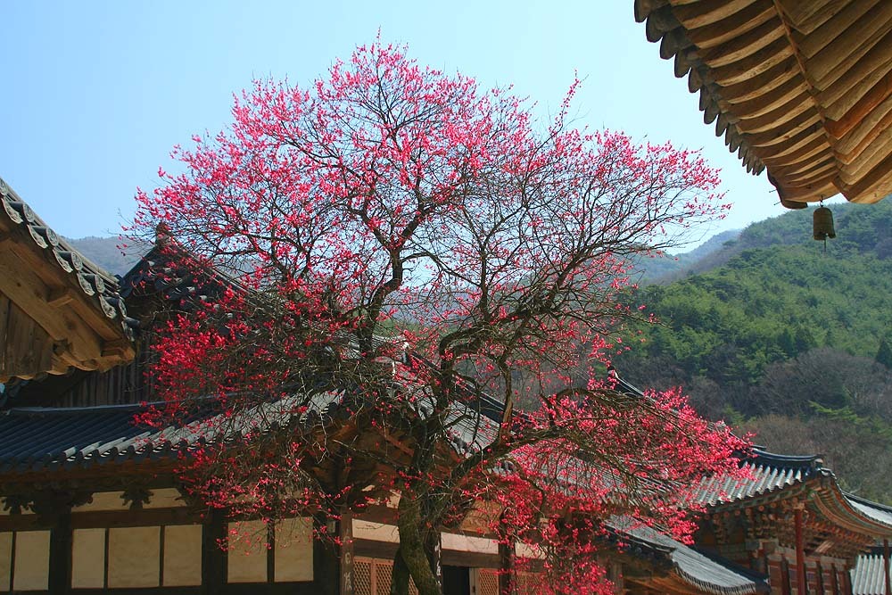 싹수 이미지