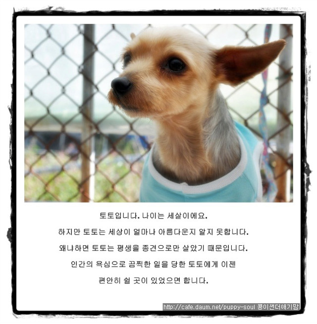 미미토토 이미지