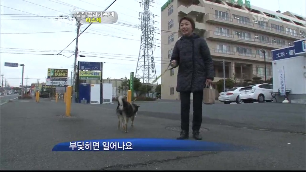 [동물농장] 목줄로 질질 끌려다니는 개.JPG | 인스티즈