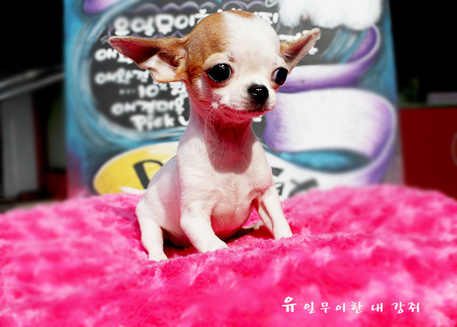 와와 이미지