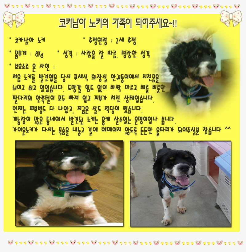노키 이미지