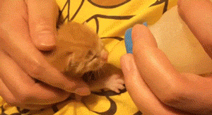 아기 고양이 30일 성장기 | 인스티즈