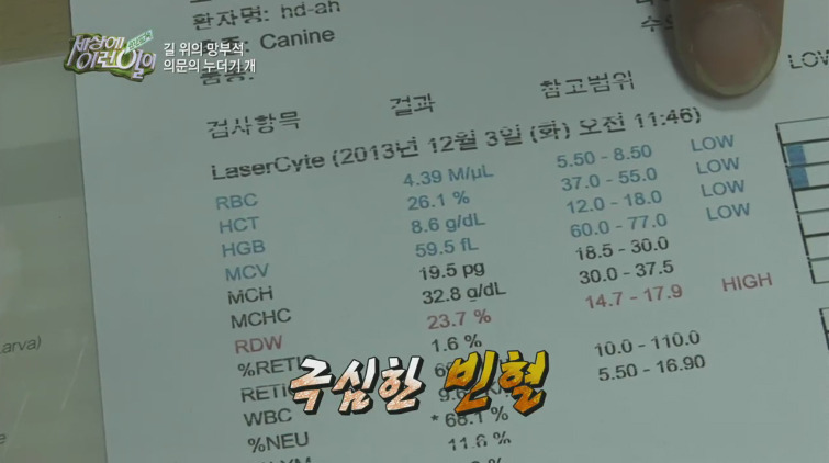 [세상에이런일이] 도로위에 망부석이 되서 주인을 기다리는 강아지.jpg | 인스티즈