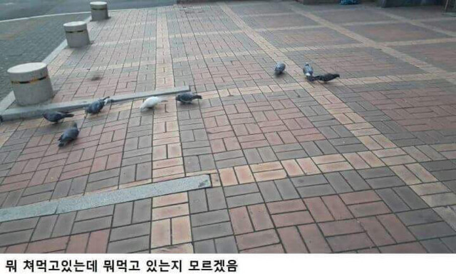 길거리 비둘기들 특징.jpg | 인스티즈