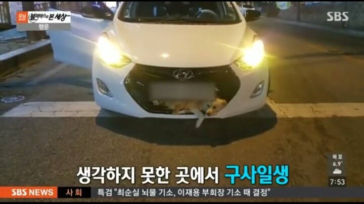 기적적인 강아지 로드킬 | 인스티즈