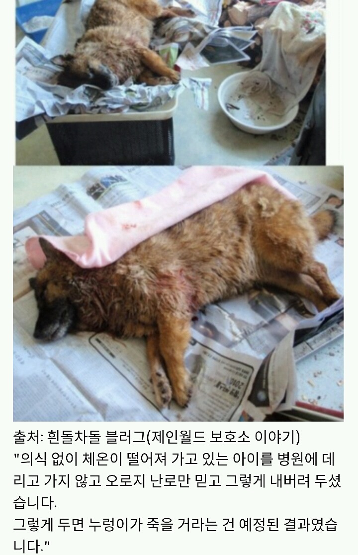 아산에서 또다시 희생당하는 동물이 나타나지않게 서명하자!(사진 끔찍주의) | 인스티즈