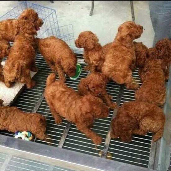야심한 밤에 올리는 치느님 사진들 | 인스티즈