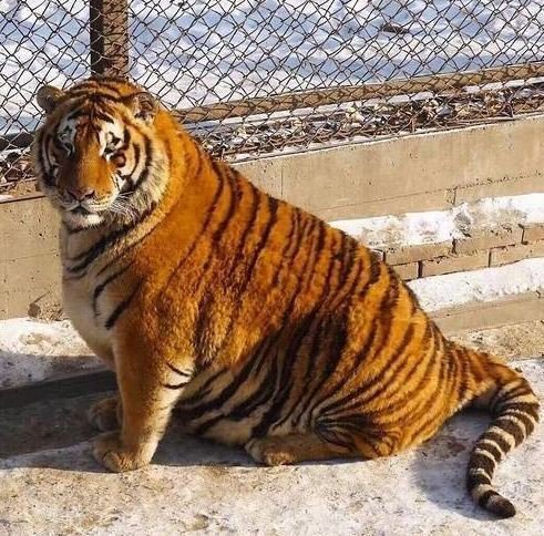 대륙 동물원의 뚠뚜니 냥이 | 인스티즈