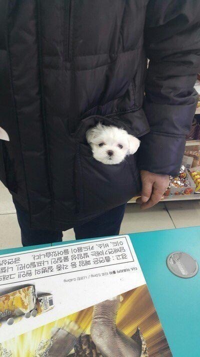 온통 하얀데 콩 세개 박힌 강아지는??? | 인스티즈