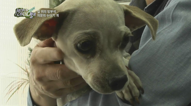 [세상에이런일이] 도로위에 망부석이 되서 주인을 기다리는 강아지.jpg | 인스티즈