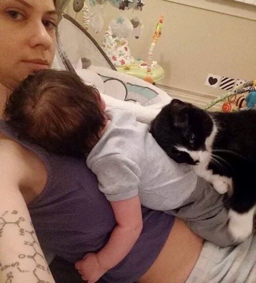 뱃속의 아기를 지켜주던 고양이 | 인스티즈