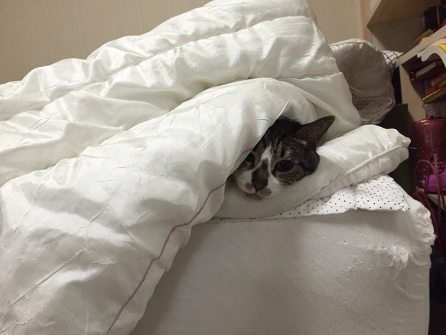 울집 냥이들사진 올려봅니다(데이터 주의) | 인스티즈