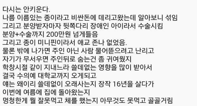 다시는 개 안 키운다 | 인스티즈