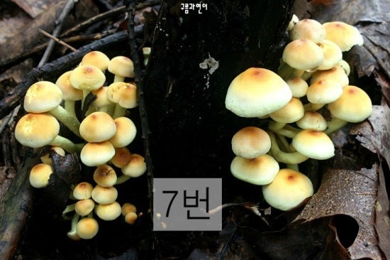 독버섯을 골라봅시다 | 인스티즈