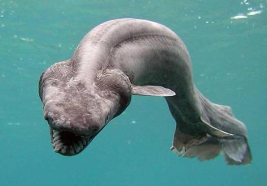 다이아몬드 보다 영원히 - 살아있는 고대 생물 | 인스티즈