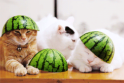 고양이.jpgif | 인스티즈