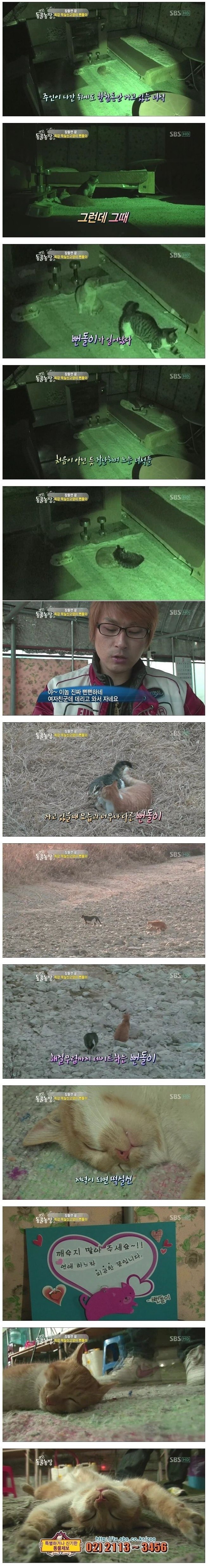 떡실신 고양이.jpg | 인스티즈