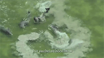 돌고래들의 먹이 사냥법.gif | 인스티즈