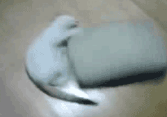 워 오직 고양이만이 가능한 개인기다.gif | 인스티즈
