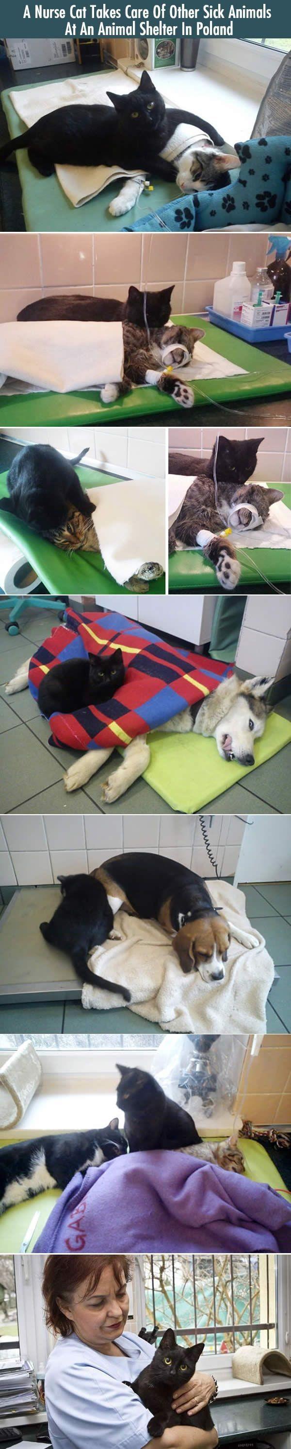 고양이 간호사.jpg | 인스티즈