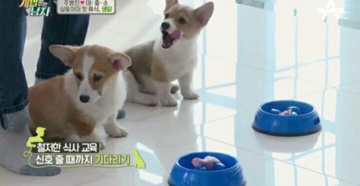 [개밥주는남자] 웰시코기 삼둥이 대중소 식탐고치기 (feat.갓형욱) | 인스티즈