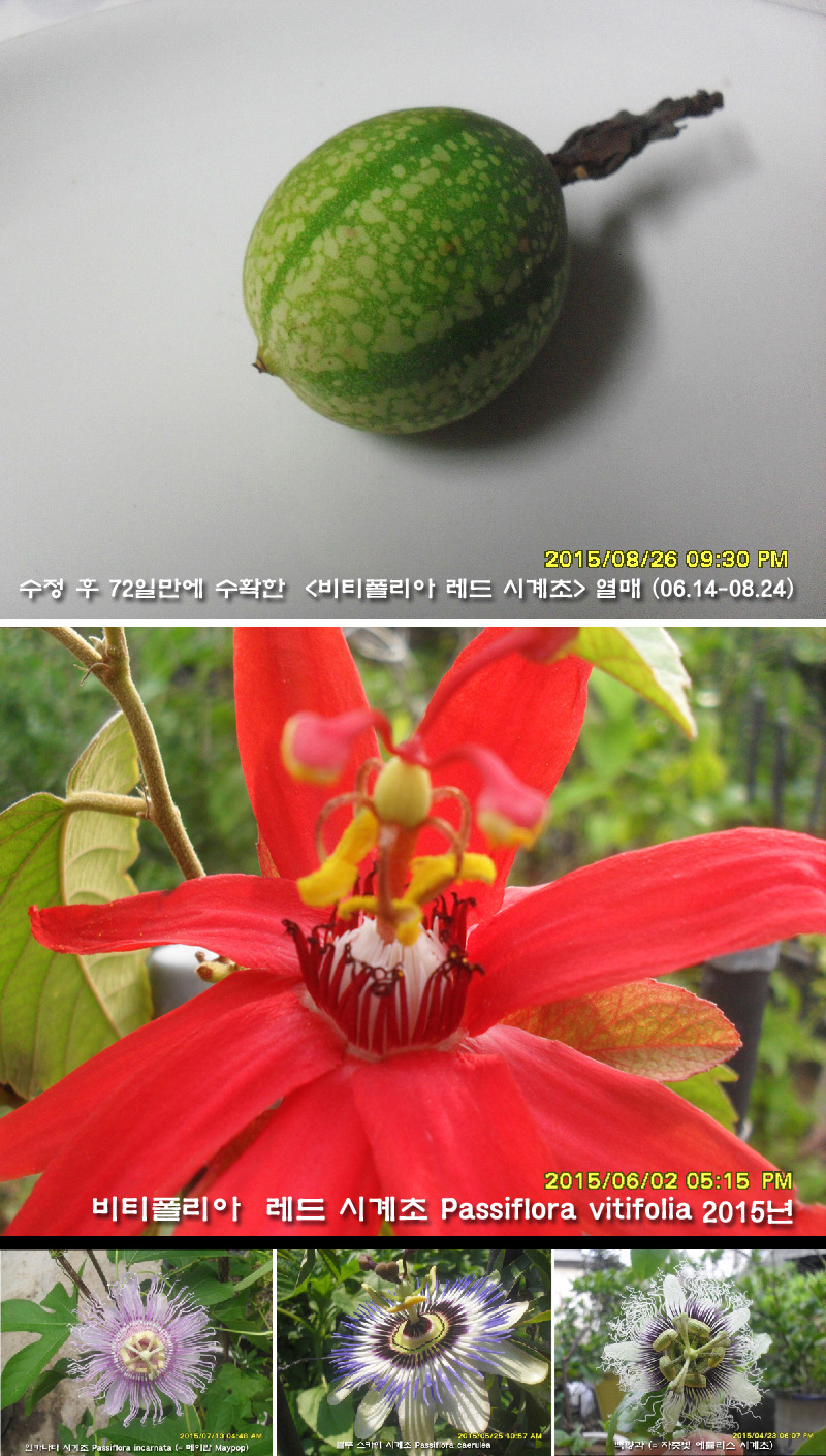 폴리아 이미지