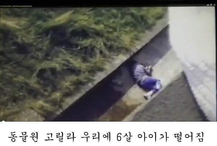 고릴라 우리에 떨어진 아이.. 고릴라의 반응은? | 인스티즈