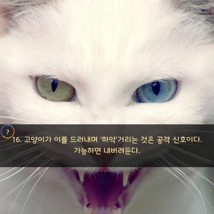 야옹이를 대하는 예의 | 인스티즈