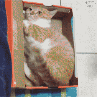 [데이터주의] 야옹이 | 인스티즈