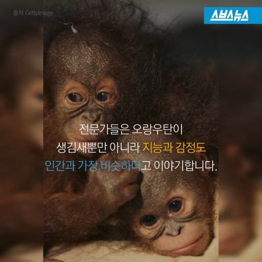 숲속에 사는 사람들 | 인스티즈