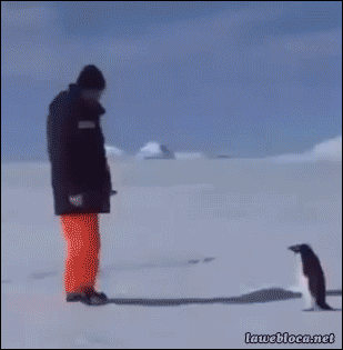 펭귄의 공격성 .gif | 인스티즈