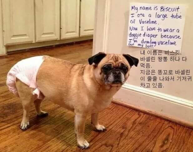 반려동물들이 한 잘못들 | 인스티즈