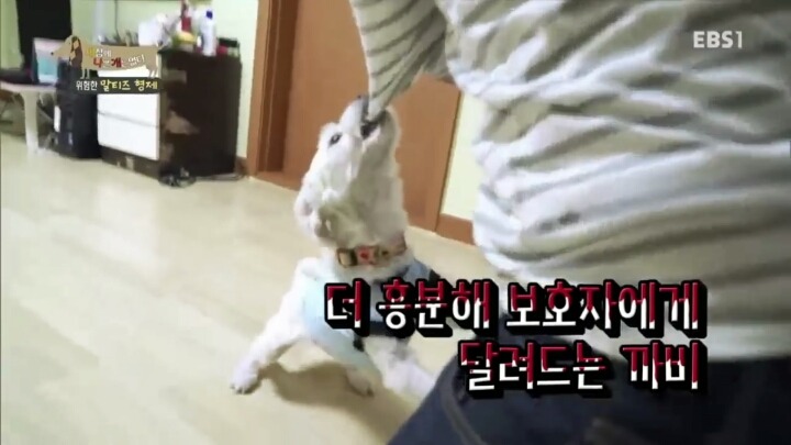 [세나개] 공격적인 반려견이 되는 이유 1부.jpg | 인스티즈