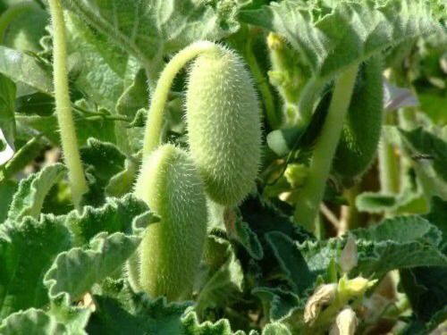 로켓을 쏘는 식물이 있다? | 인스티즈