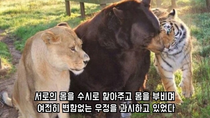 곰 사자 호랑이의 우정 | 인스티즈