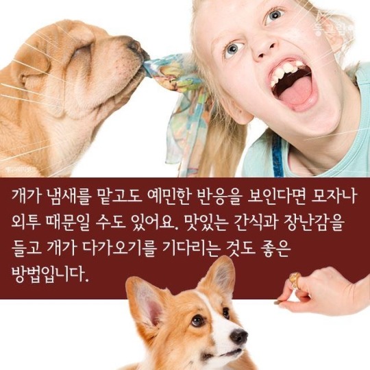 처음 만난 개와 인사하는 법 | 인스티즈