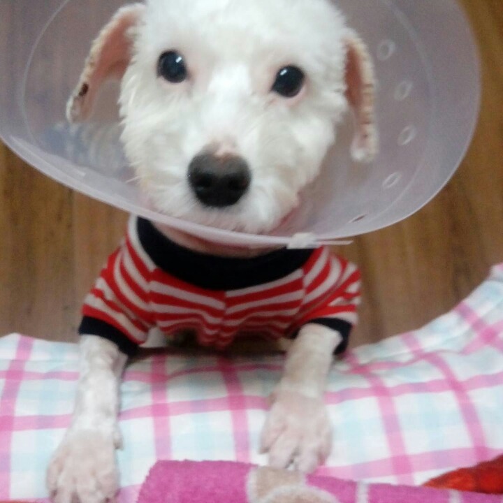 유기견이었던 우리 흰솜이가 두눈 실명위기에 처해있어 욕먹을 각오하고 글 올려.. | 인스티즈