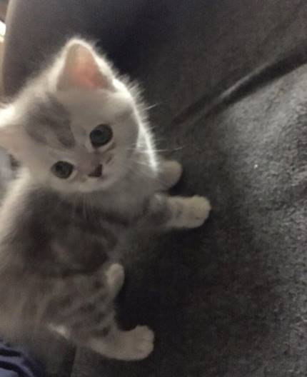 냥집사들 🐱 (사진 엄청많음 주의) | 인스티즈