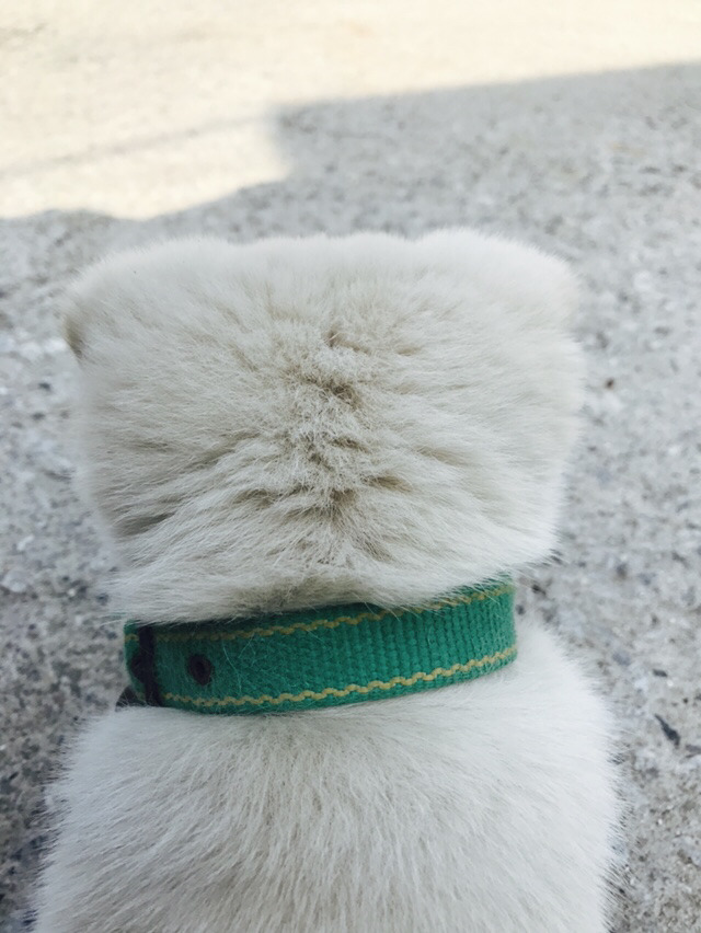 댕댕이 보고가세요 | 인스티즈