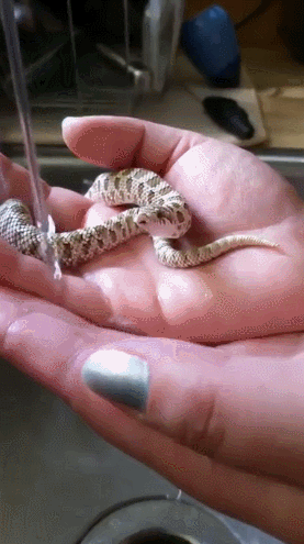 물먹는뱀.gif | 인스티즈