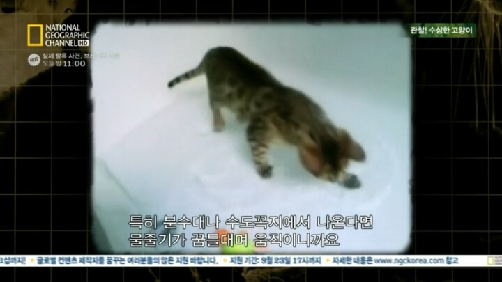 고양이가 자꾸 변기물 마시는이유.. | 인스티즈