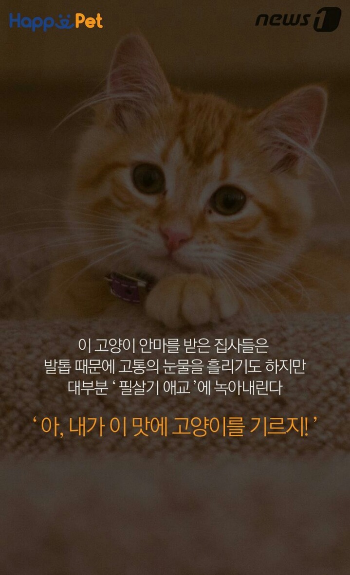 꾹꾹이라 하면 당연히 고냥이부르는거지! | 인스티즈